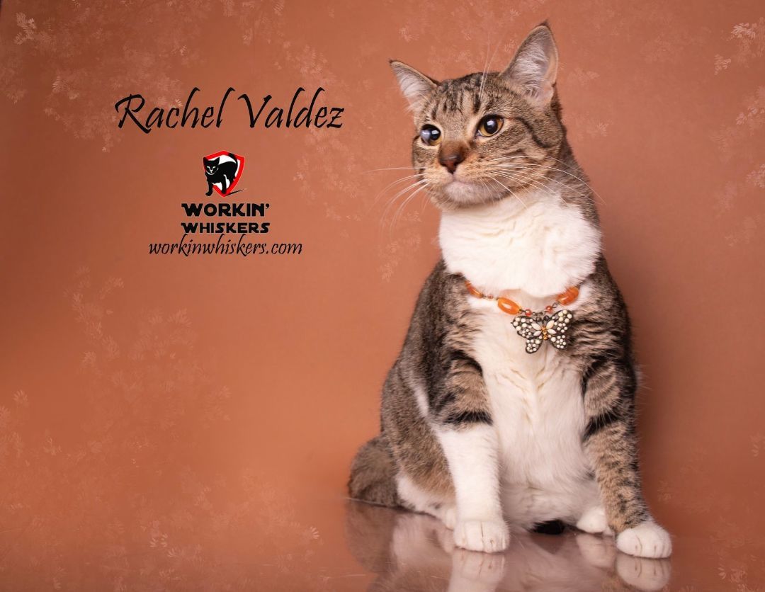 Enlarge RACHEL VALDEZ, a Adoptable mixed breed in HEMET, CA image 1/6