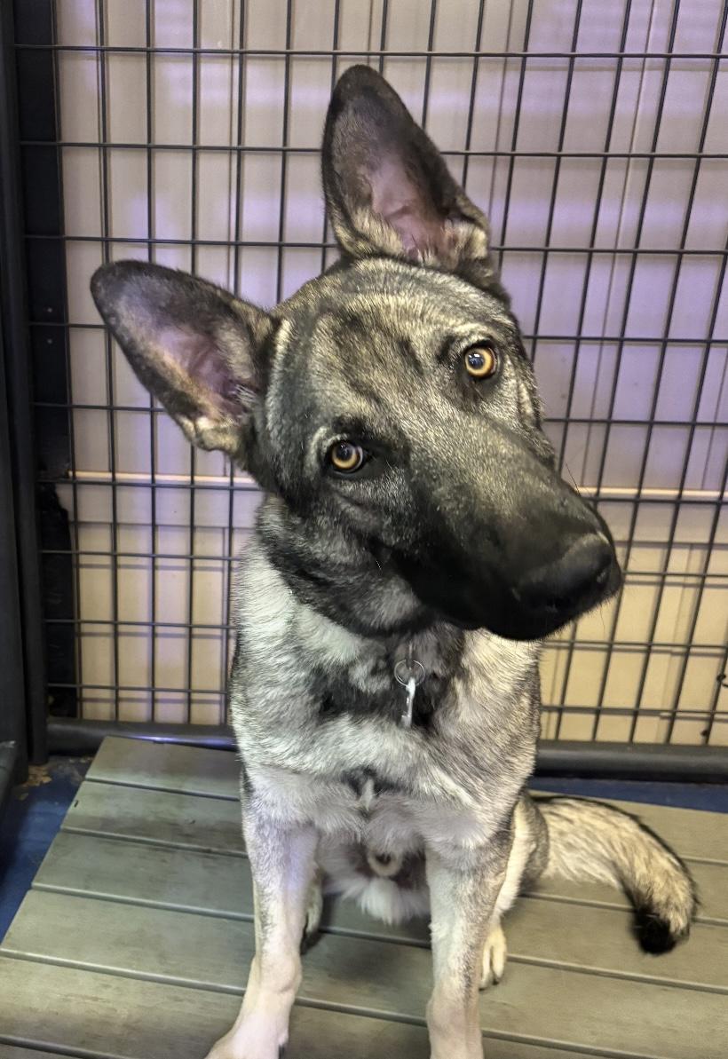 Carter, an adoptable German Shepherd Dog in Lakewood, CO, 80215 | Photo Image 1