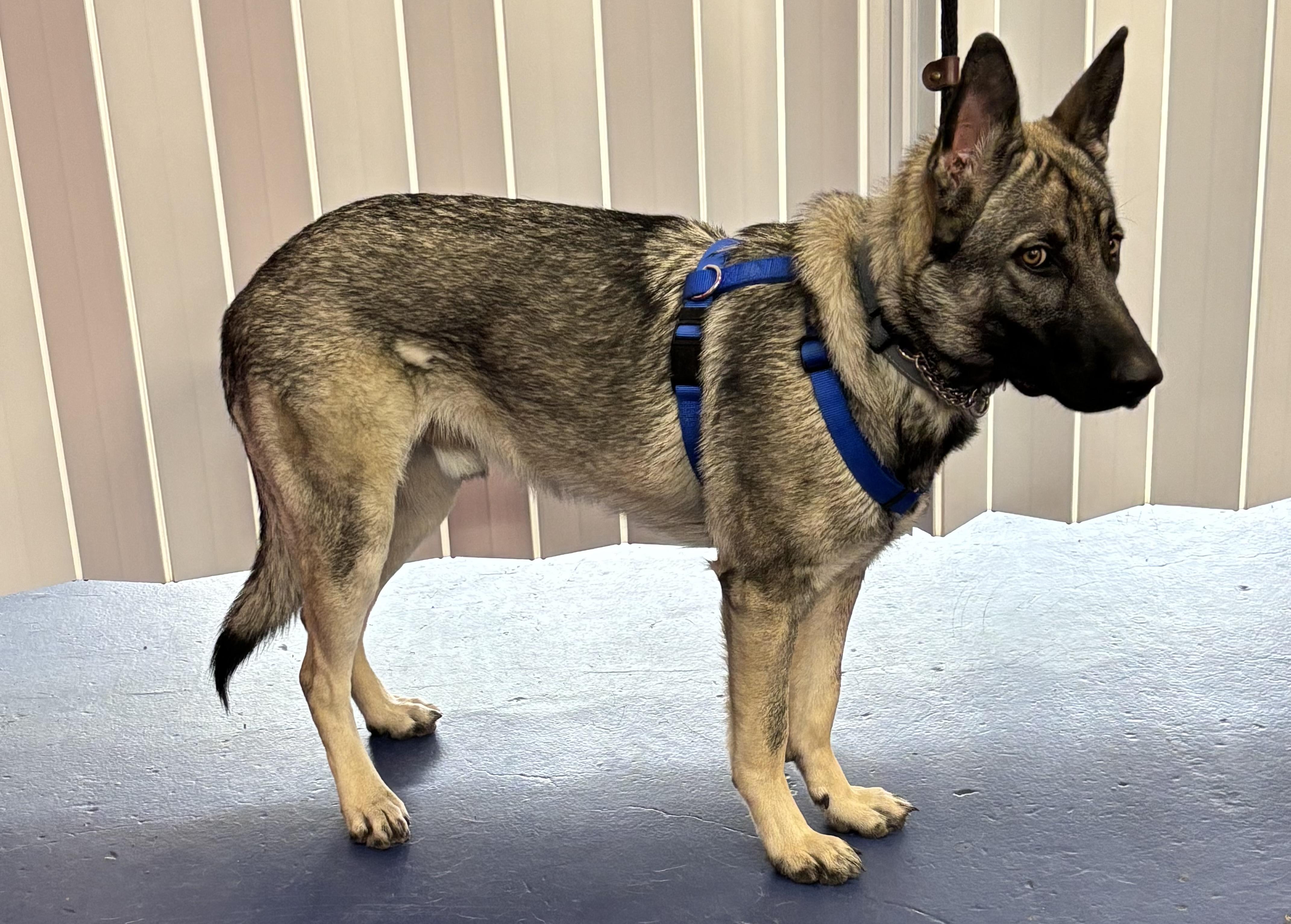 Carter, a Adoptable German Shepherd Dog in Lakewood, CO image 2/5