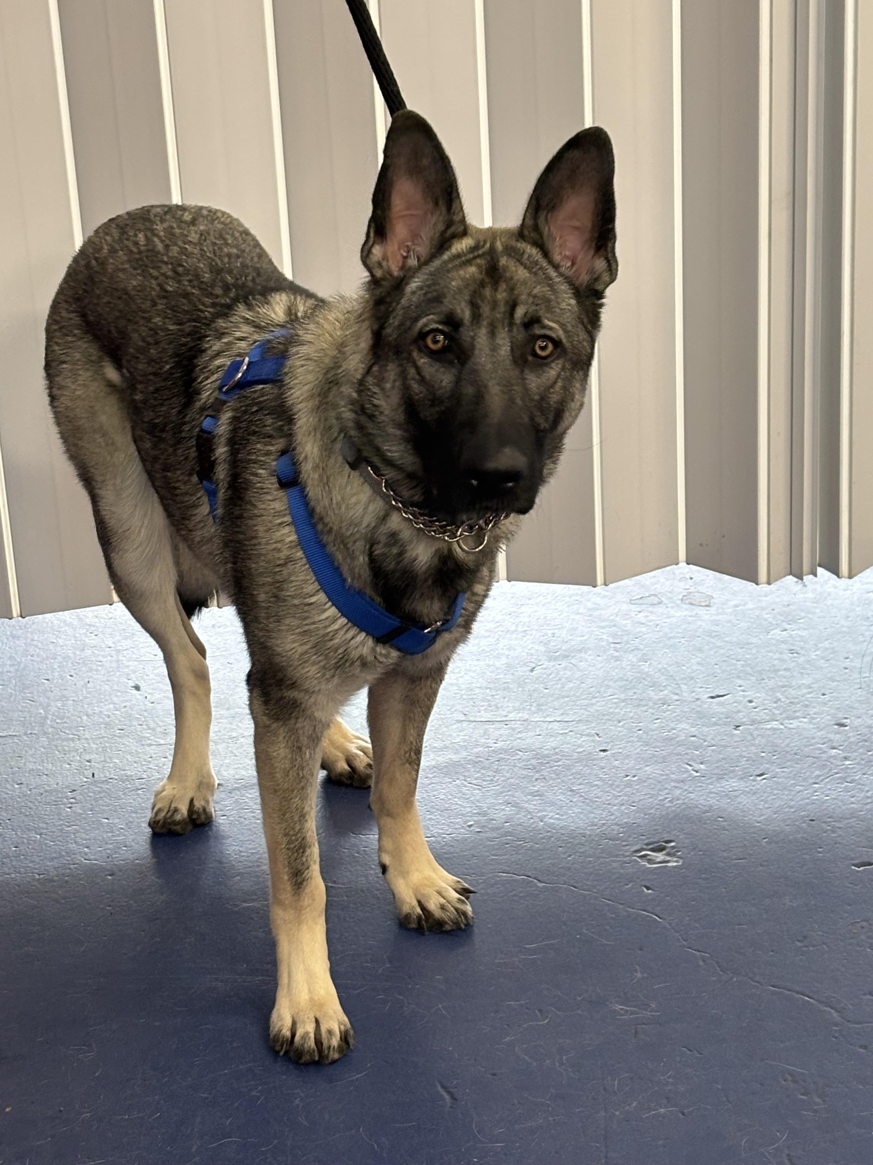 Carter, a Adoptable German Shepherd Dog in Lakewood, CO image 3/5