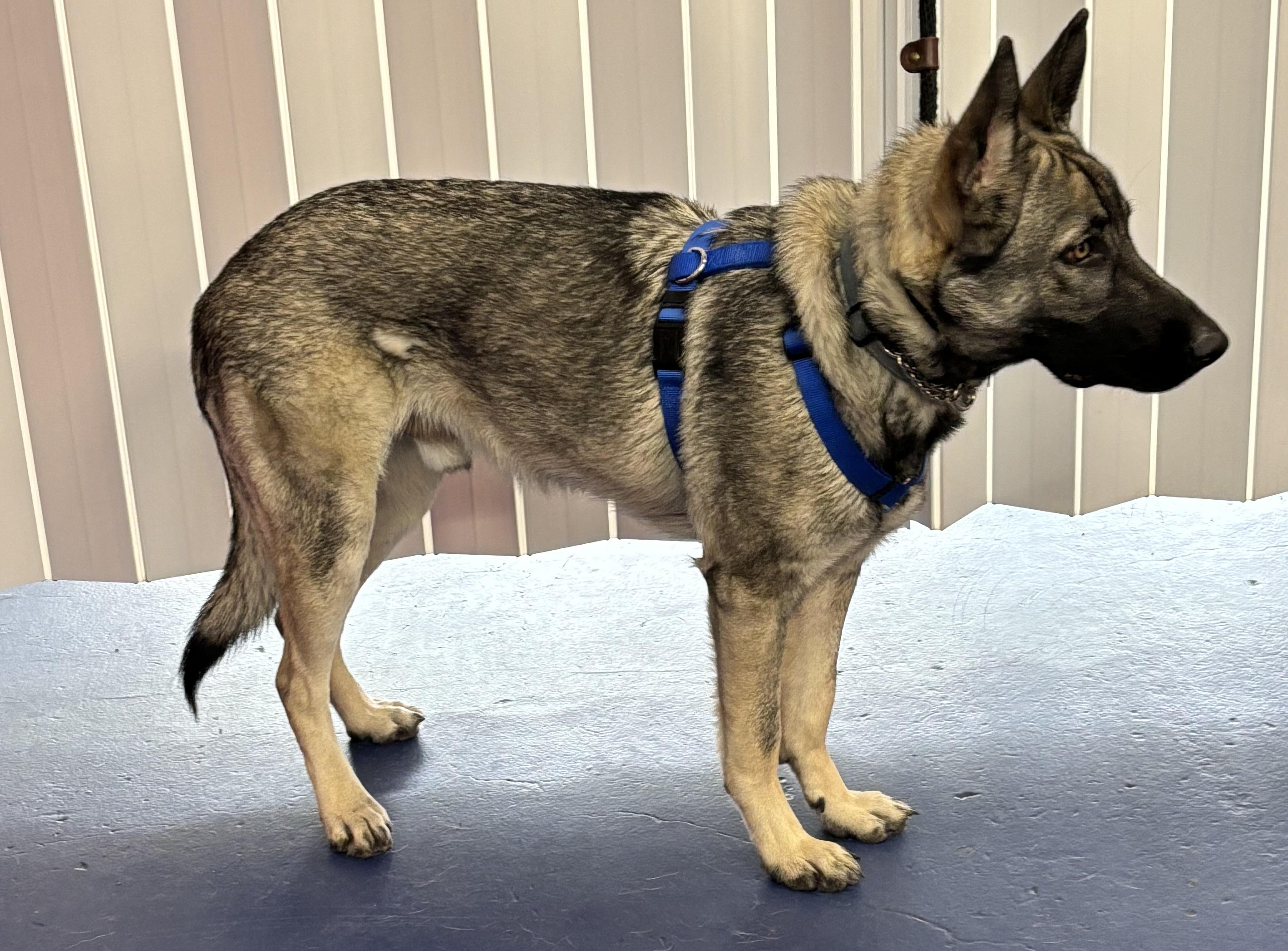 Carter, a Adoptable German Shepherd Dog in Lakewood, CO image 4/5