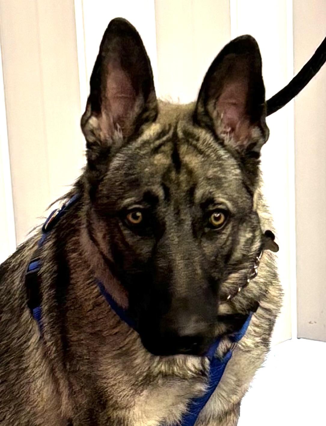 Carter, a Adoptable German Shepherd Dog in Lakewood, CO image 5/5
