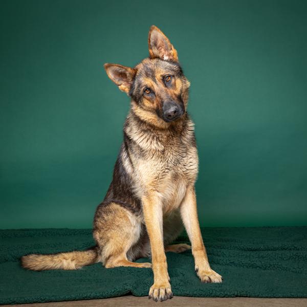 Mocha, Adoptable, Adult Female German Shepherd Dog.