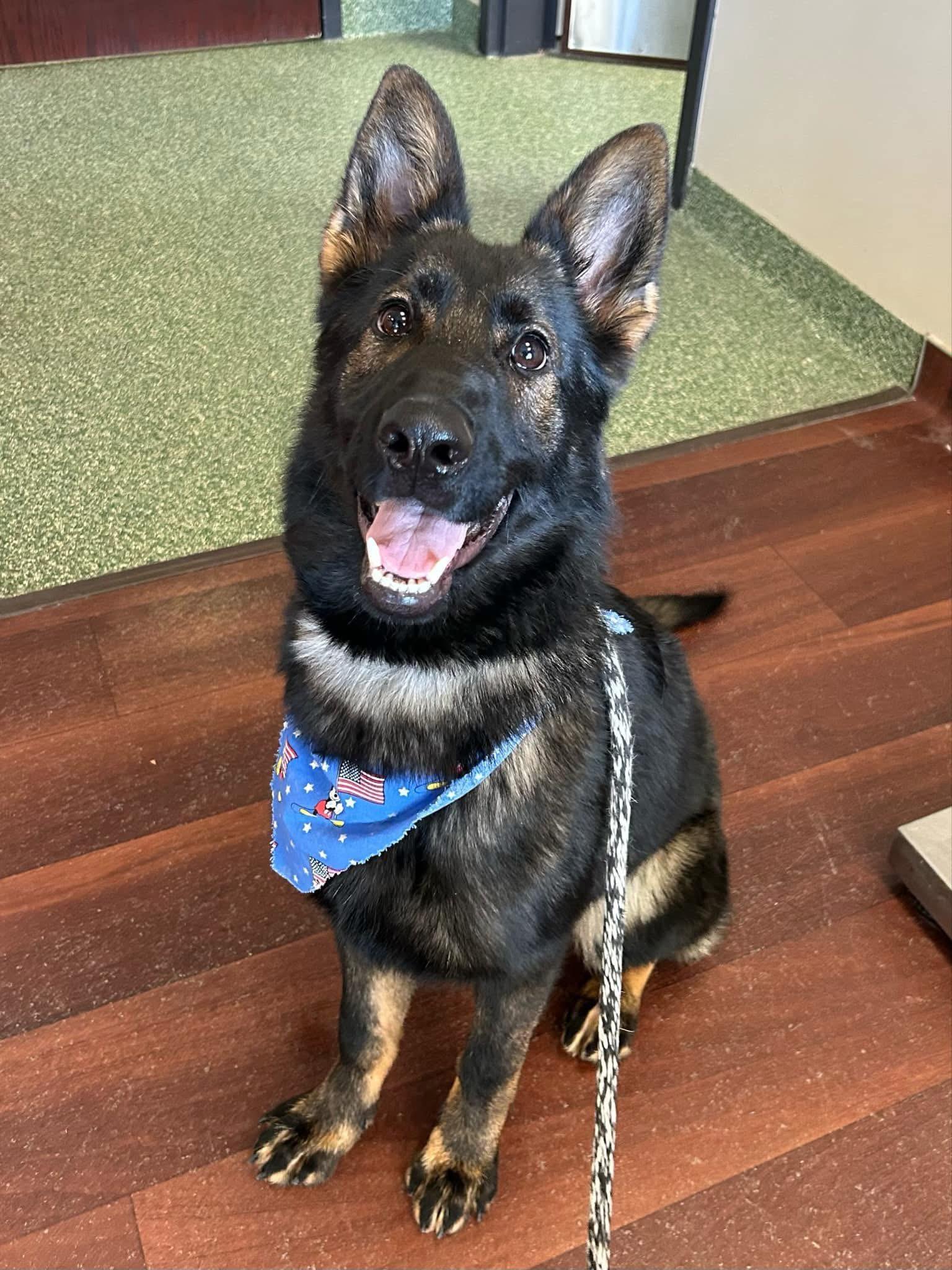 Mirabel (Luna), an adoptable German Shepherd Dog in Chicago, IL_image-1