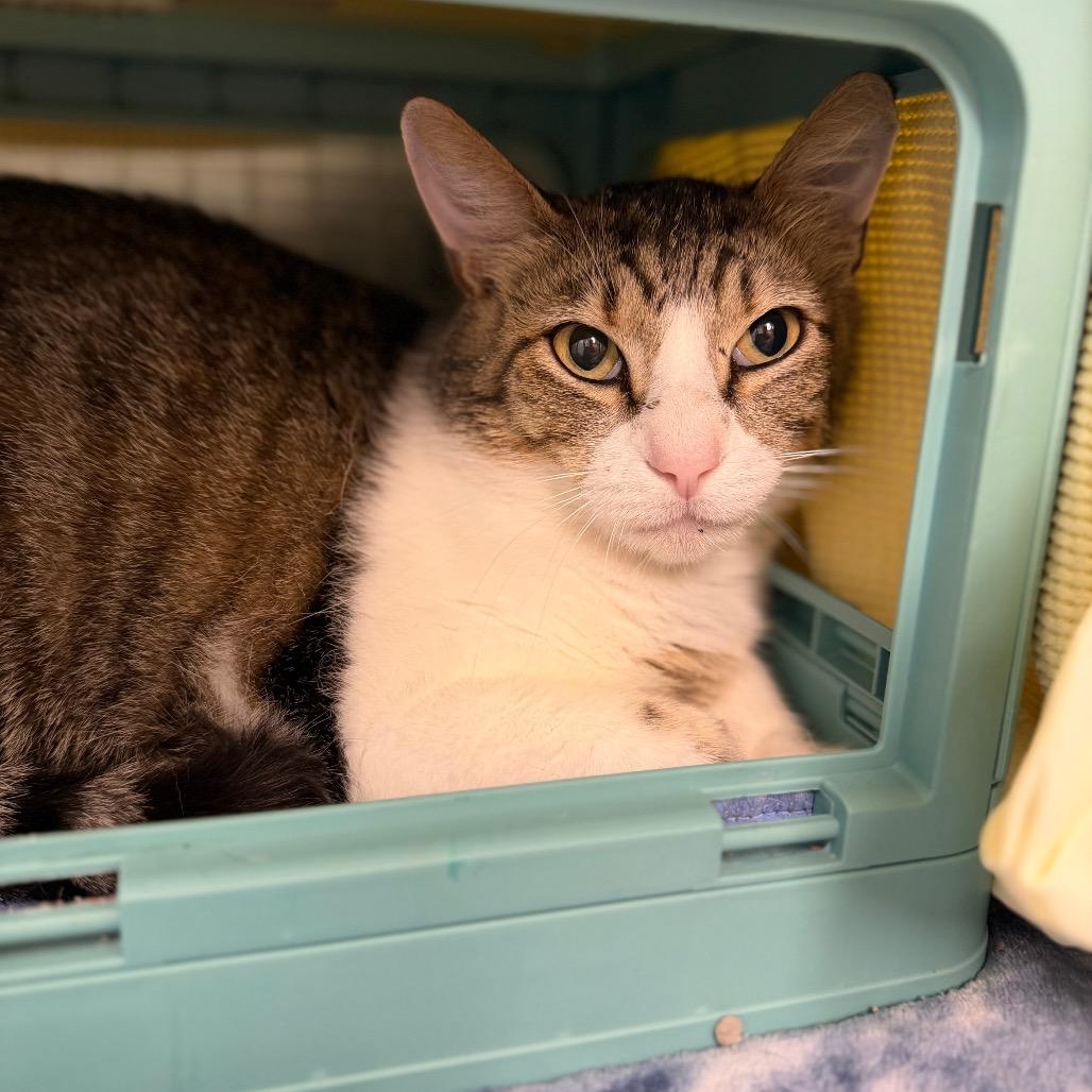 Sutton, Adoptable, Adult Male Domestic Short Hair.