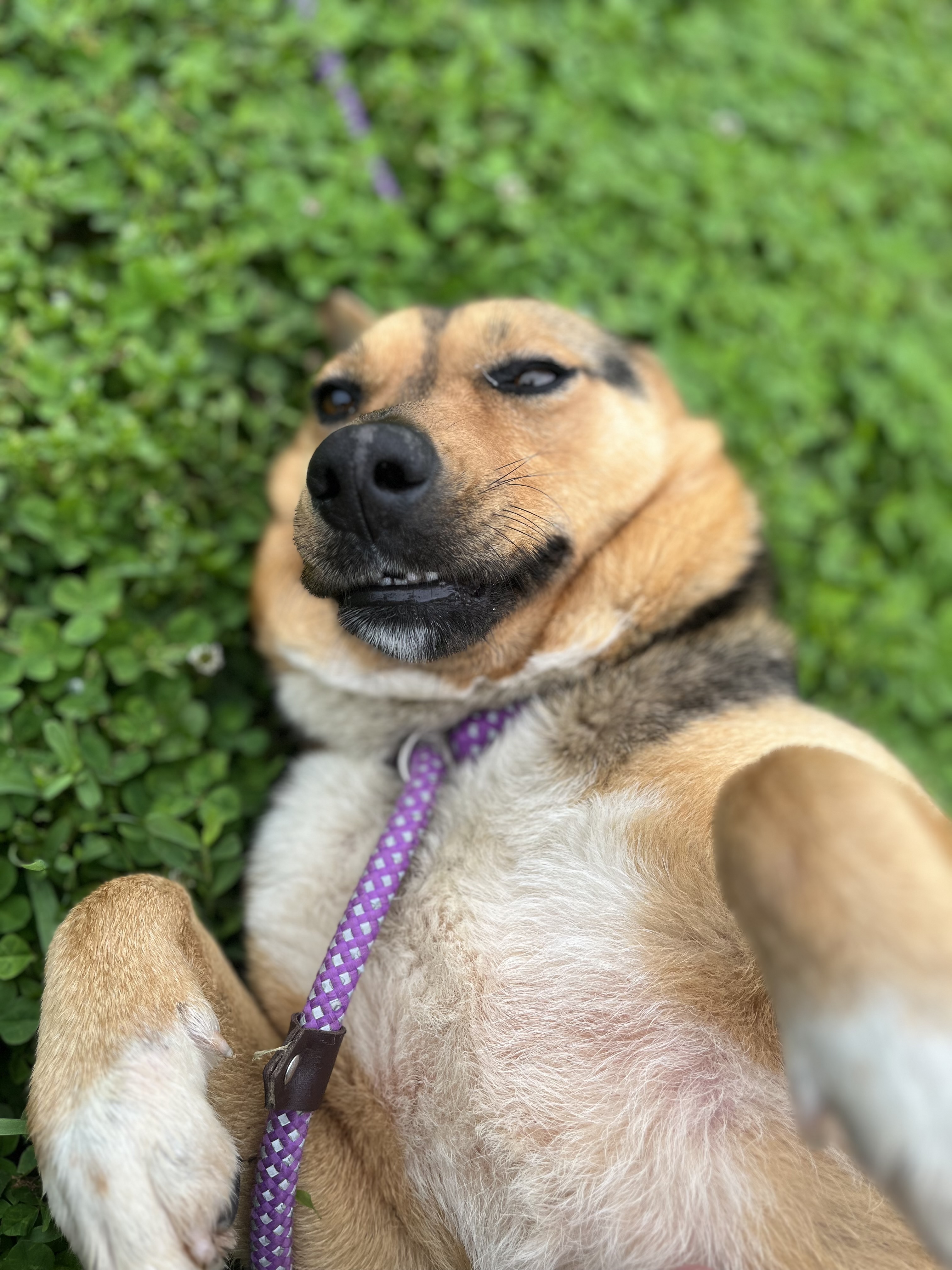 Enlarge Brownie, a Adopted Shepherd in Millersburg, OH image 1/2