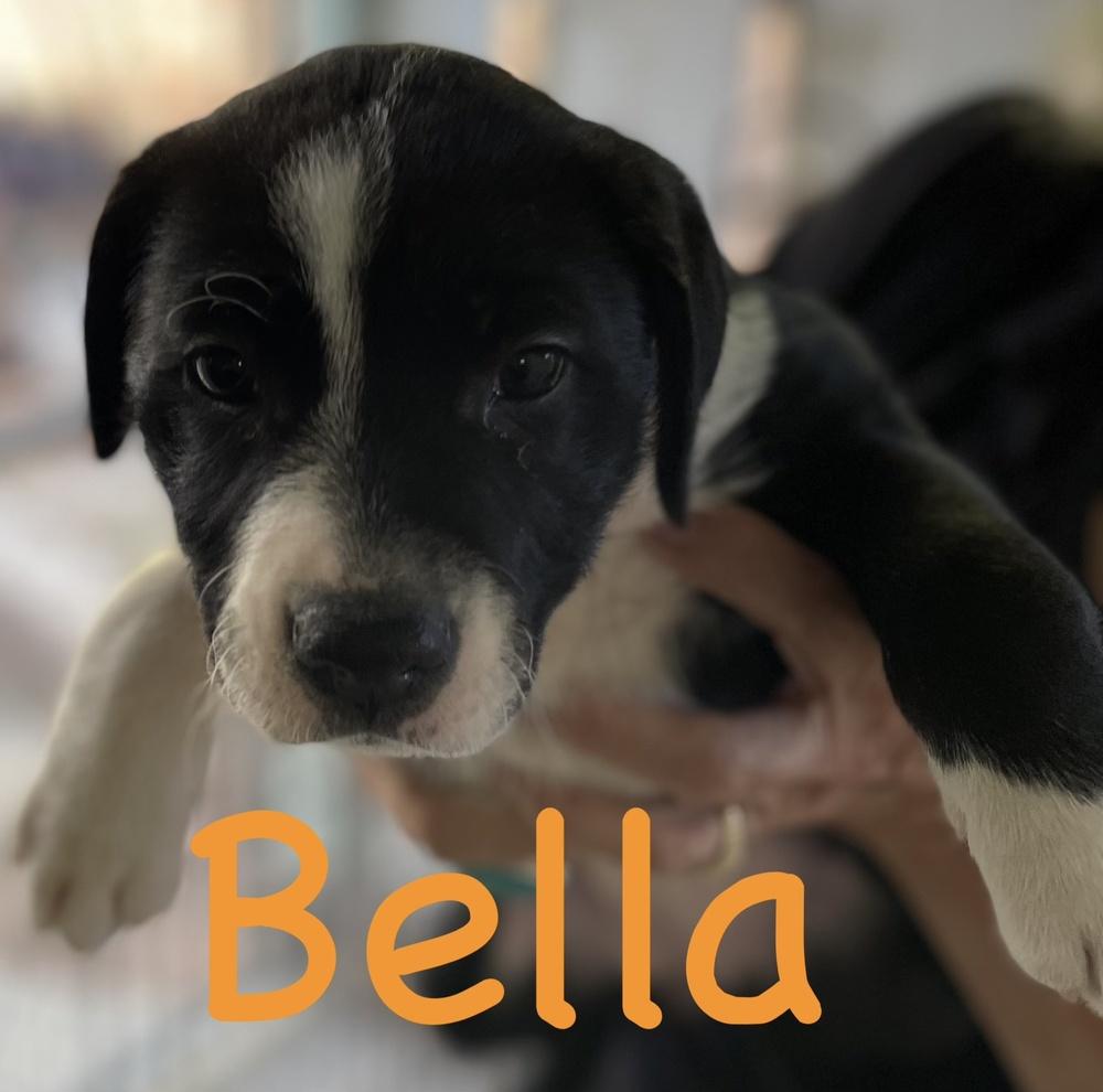 Cookie-Bella, Adoptable, Young Female Labrador Retriever & Pit Bull Terrier.