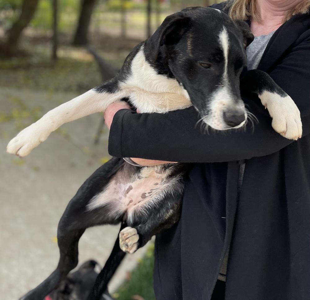 Cookie-Bella — thumbnail 2