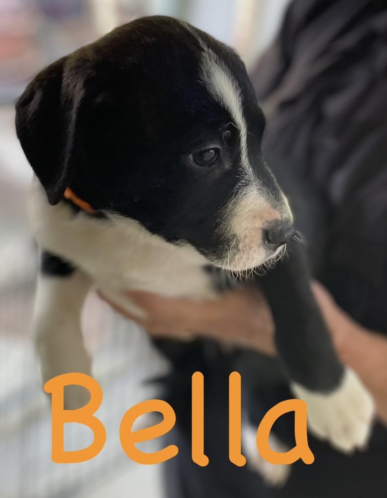 Enlarge Cookie-Bella, a Adoptable mixed breed in Bonita, CA image 3/4