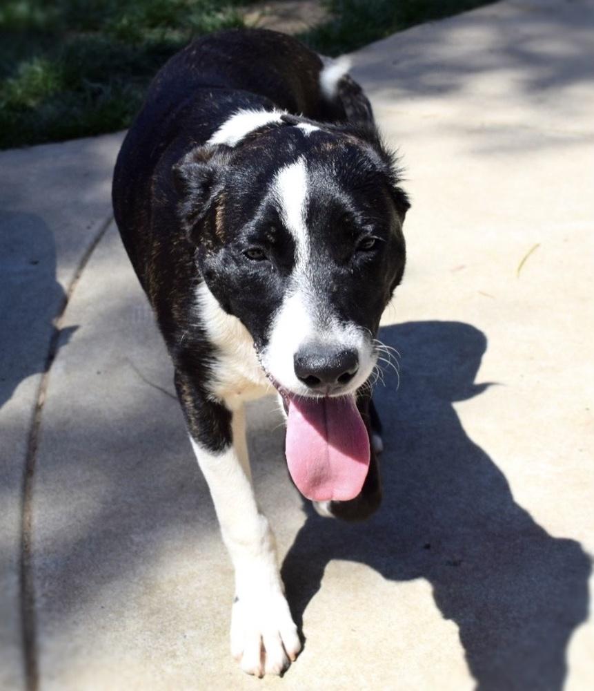 Enlarge Cookie-Bella, a Adoptable mixed breed in Bonita, CA image 4/4