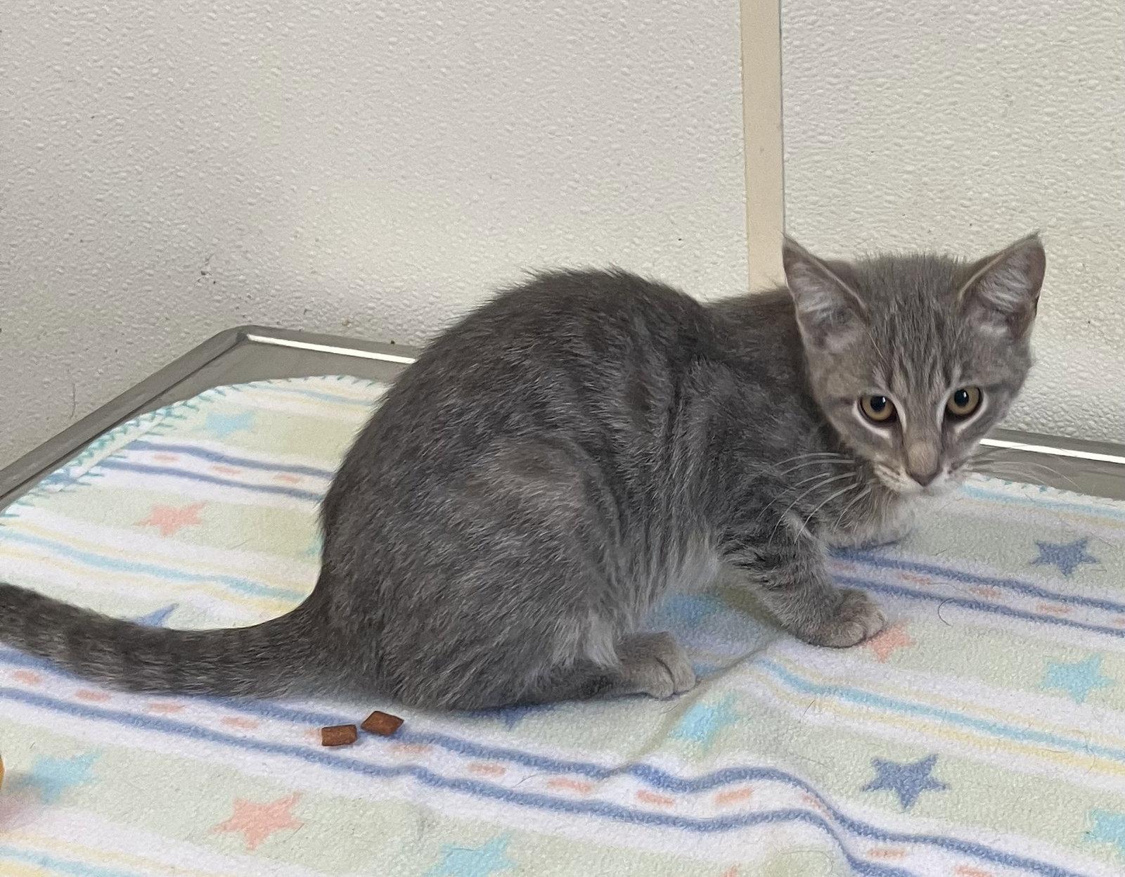 Marco & Polo - Gray Kittens - Foster Care, Adoptable, Kitten Male Domestic Short Hair.