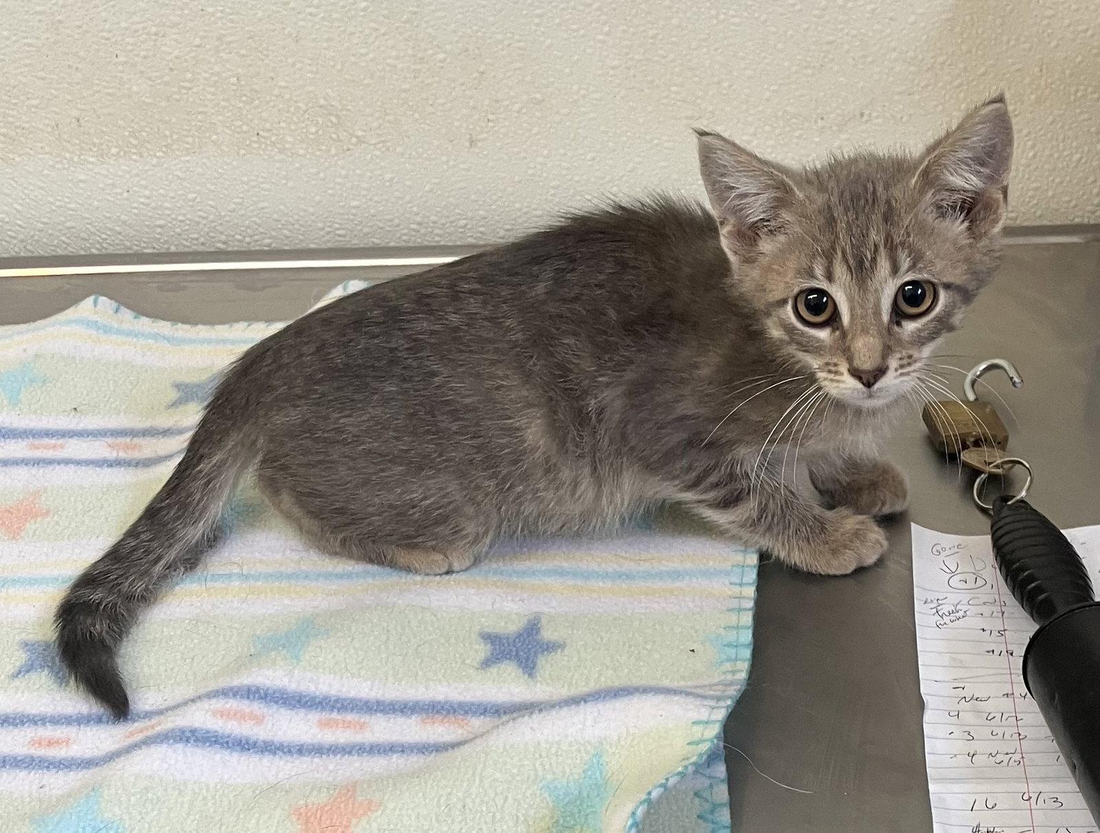 Marco & Polo - Gray Kittens - Foster Care, a Adoptable Domestic Short Hair in Mitchell, SD image 2/2