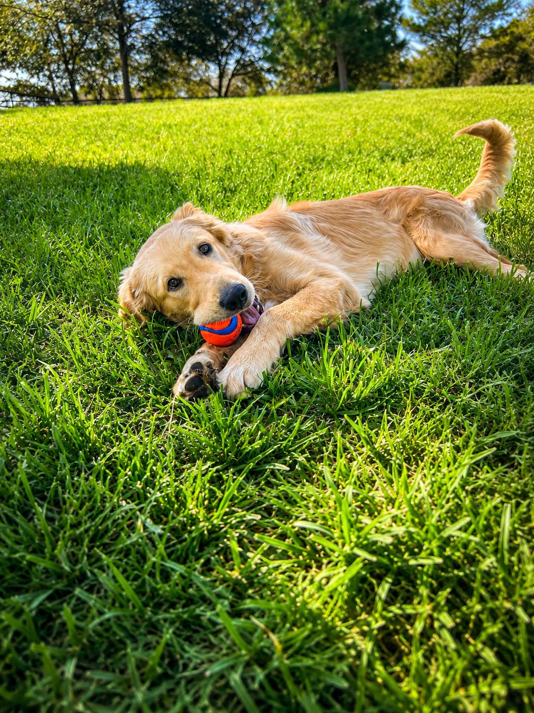 Enlarge CHICKEN NUGGET THE CUTEST NUGGET, a ADOPTABLE mixed breed in woodland, CA image 2/5