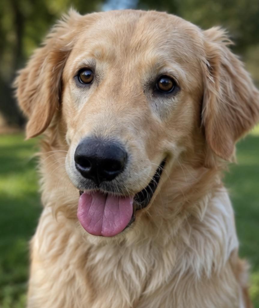 CHICKEN NUGGET THE CUTEST NUGGET, ADOPTABLE, Puppy Male Golden Retriever.