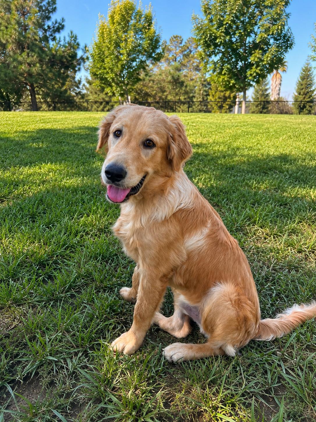 Enlarge CHICKEN NUGGET THE CUTEST NUGGET, a ADOPTABLE mixed breed in woodland, CA image 5/5