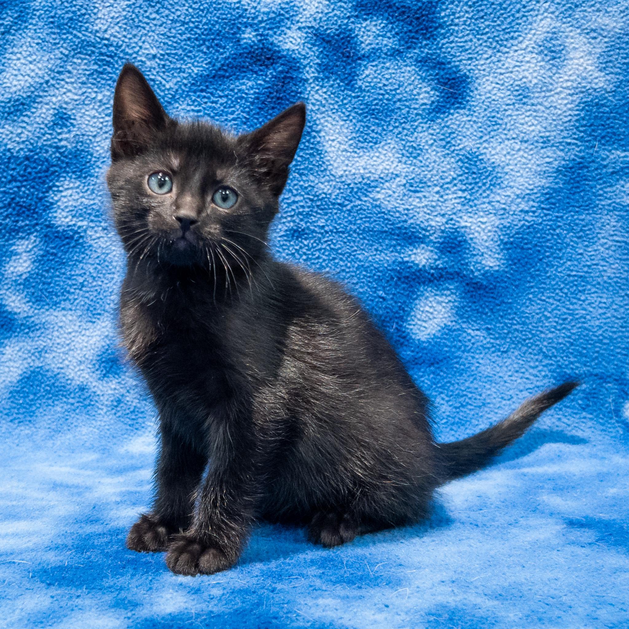 Enlarge Mopple, a ADOPTABLE mixed breed in Overland Park, KS image 3/3