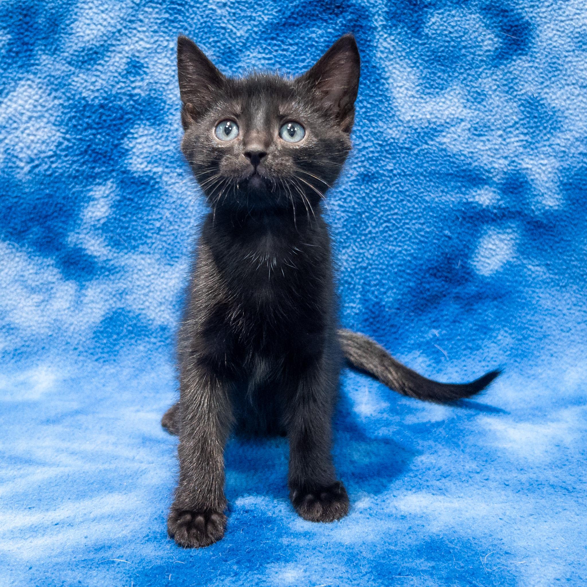 Enlarge Mopple, a ADOPTABLE mixed breed in Overland Park, KS image 2/3