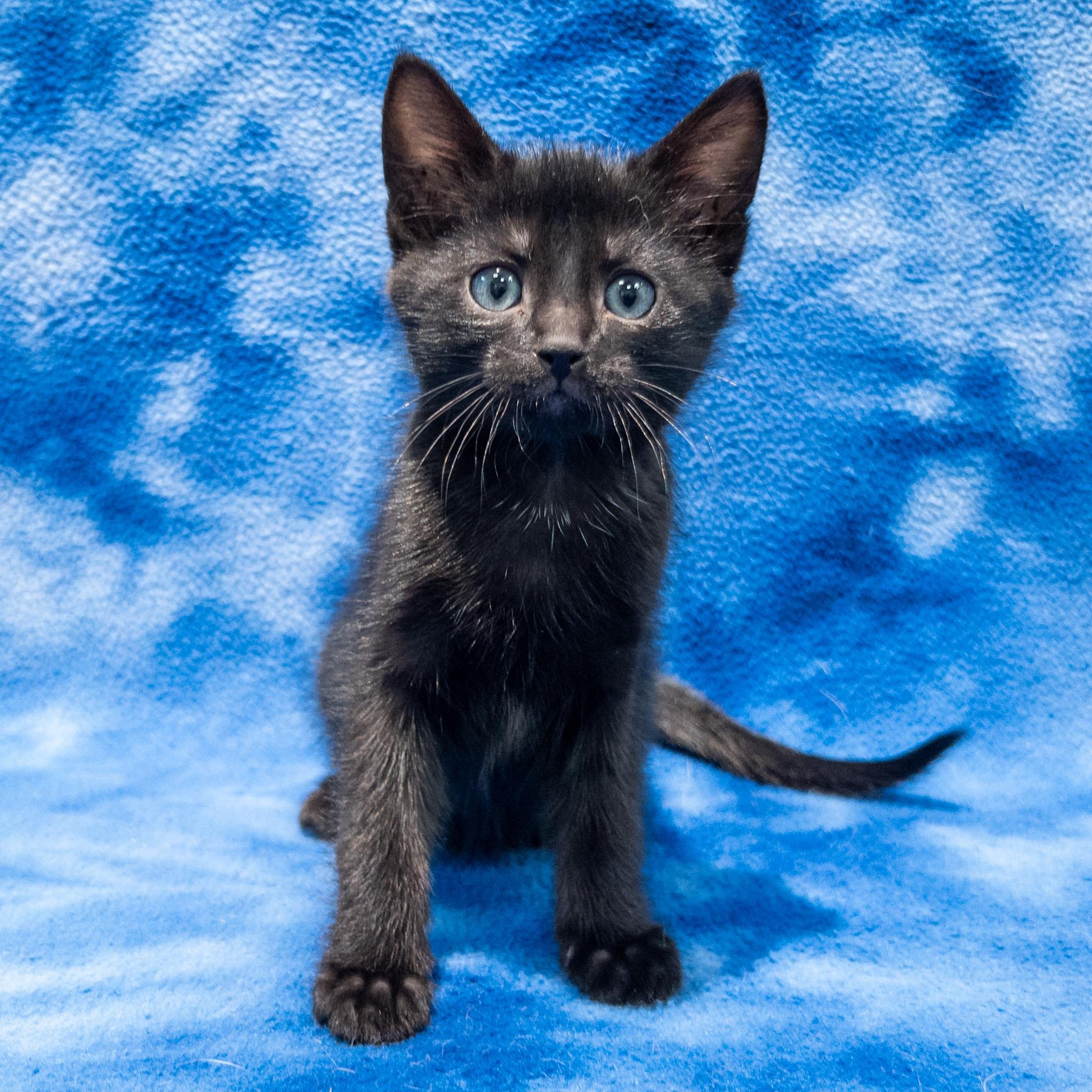 Mopple, ADOPTABLE, Kitten Male Domestic Short Hair.