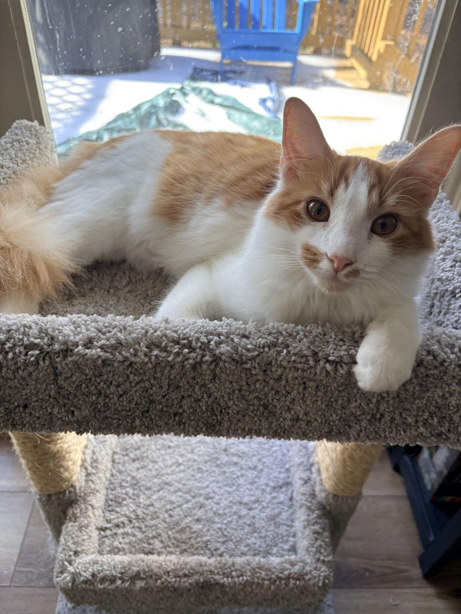 Frankie — thumbnail 2