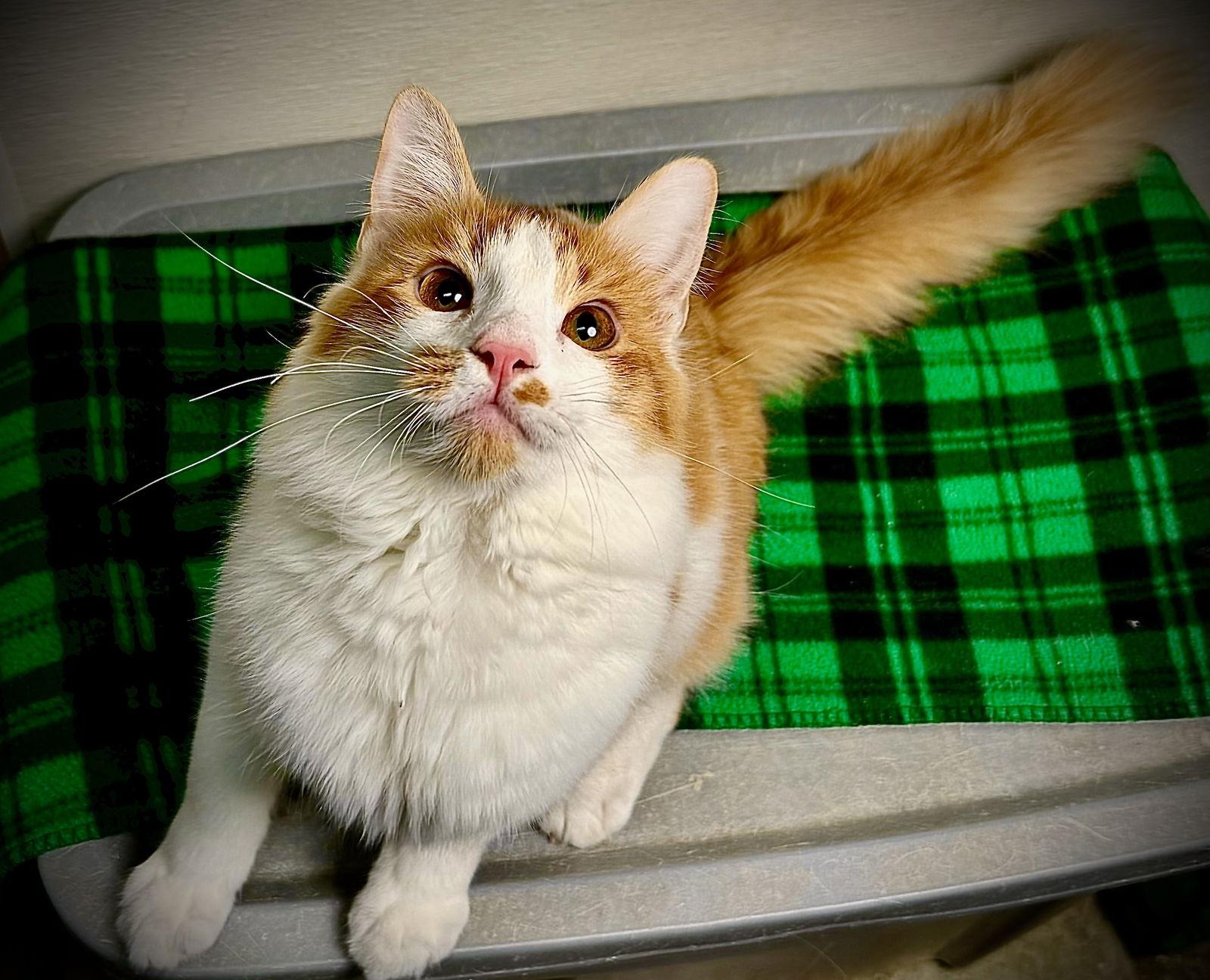 Frankie — thumbnail 3