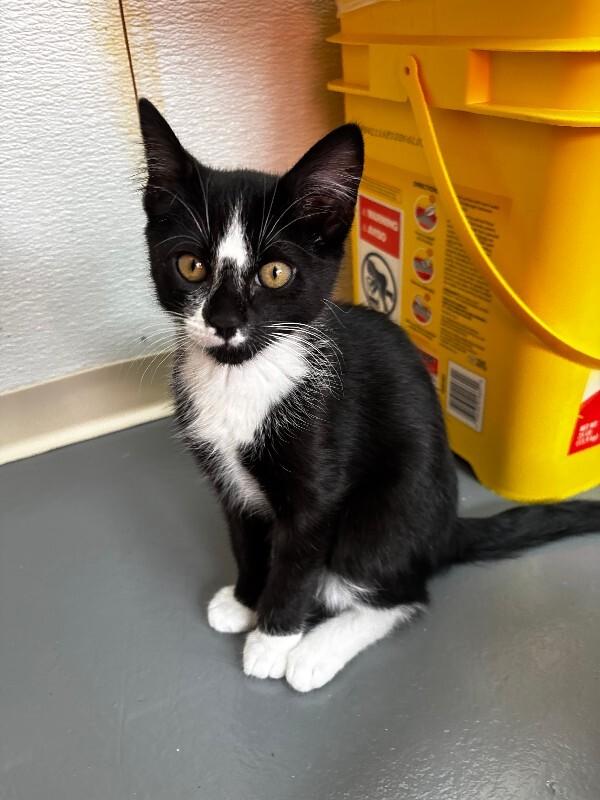 Enlarge Kurt, a Adoptable Domestic Short Hair in Haines, AK image 1/2