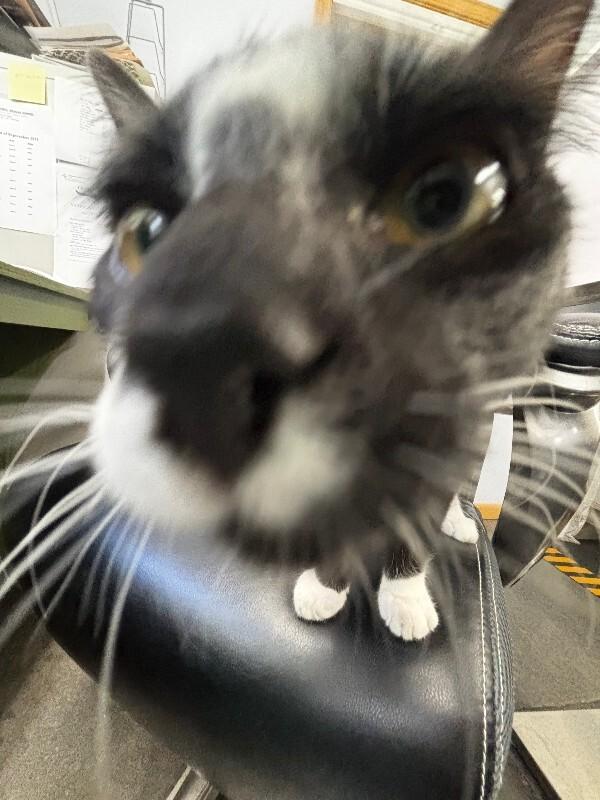 Kurt, a Adoptable Domestic Short Hair in Haines, AK image 2/4