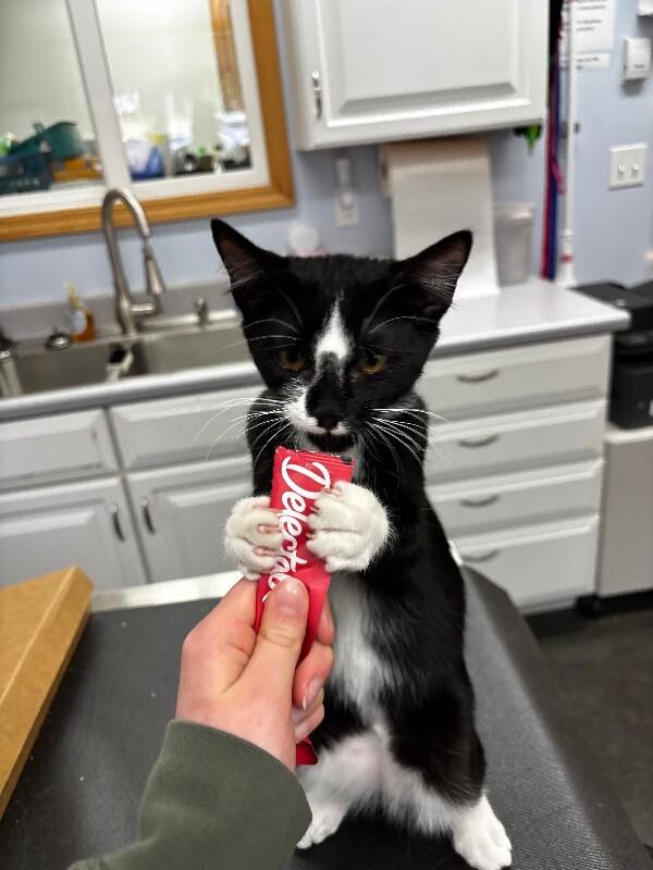 Kurt, a Adoptable Domestic Short Hair in Haines, AK image 3/4