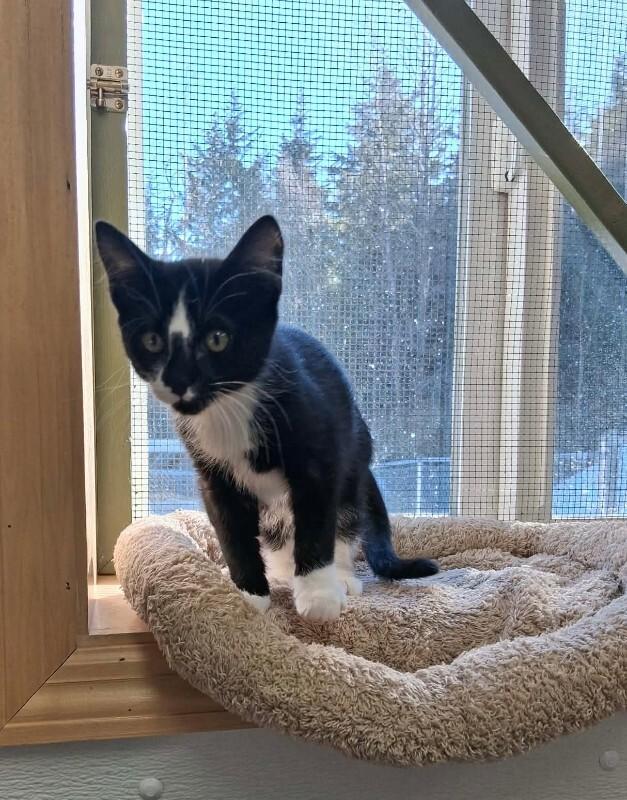 Kurt, Adoptable, Young Male Domestic Short Hair.