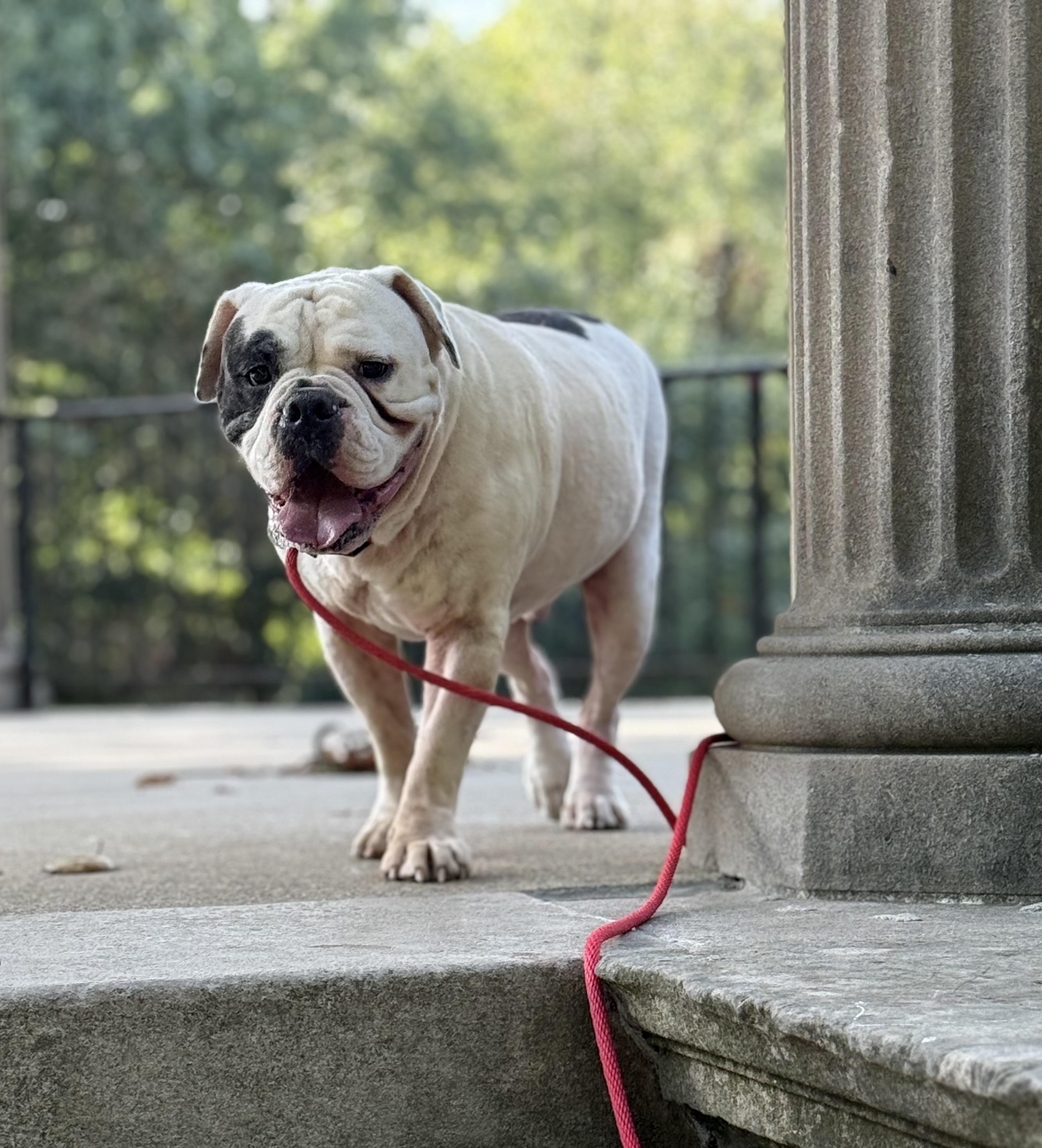 Winston, a Adoptable American Bulldog in Springfield, IL image 2/4