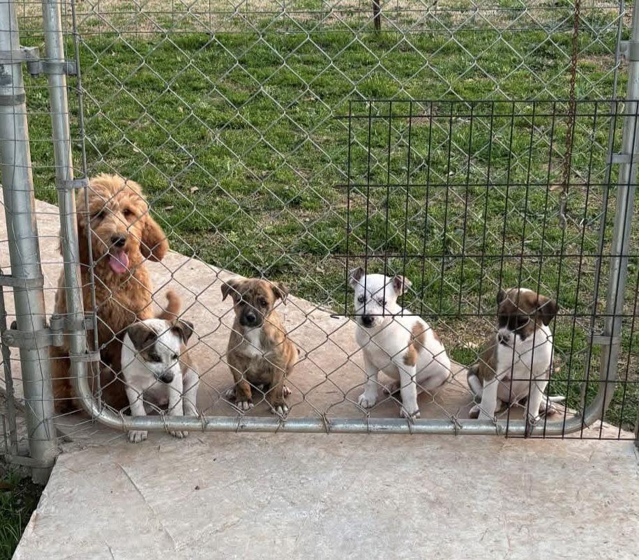 Dusty- loving boy — thumbnail 2