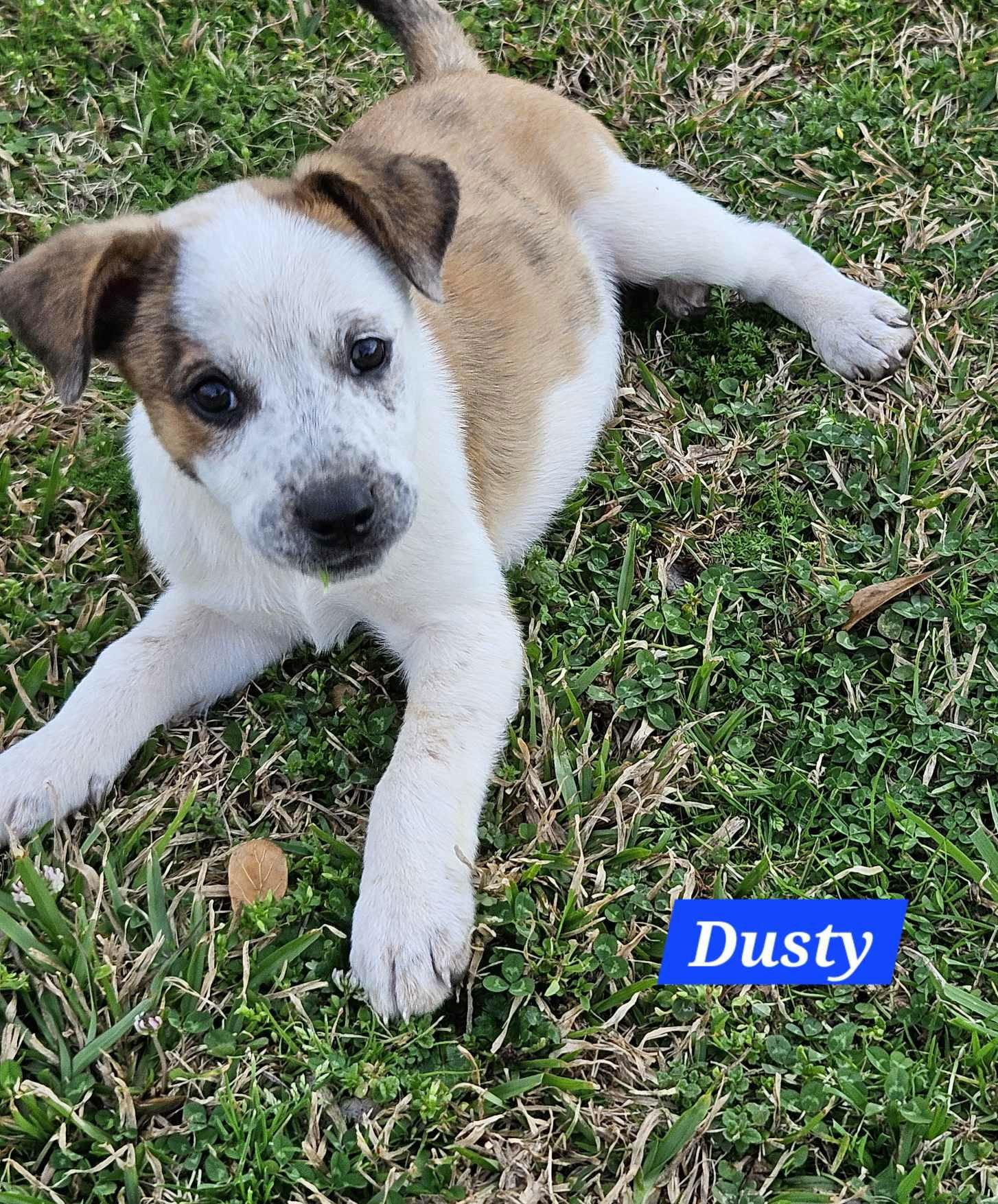 Dusty- loving boy — thumbnail 3