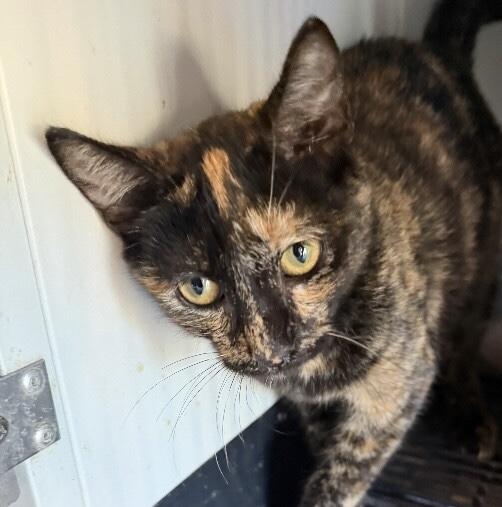 Enlarge Wednesday(Torti), an adopted Domestic Short Hair in Zimmerman, MN image 1/1