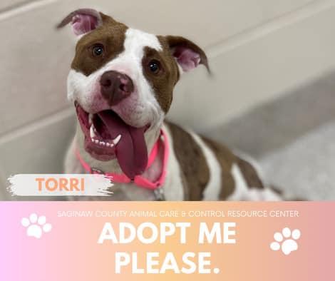Enlarge TORRI, a Adoptable Pit Bull Terrier in Saginaw, MI image 1/1