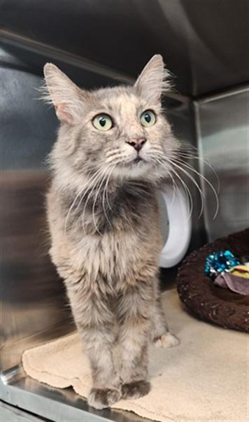 Enlarge PICKLES, a Adoptable Domestic Medium Hair in Fort Walton Beach, FL image 1/1