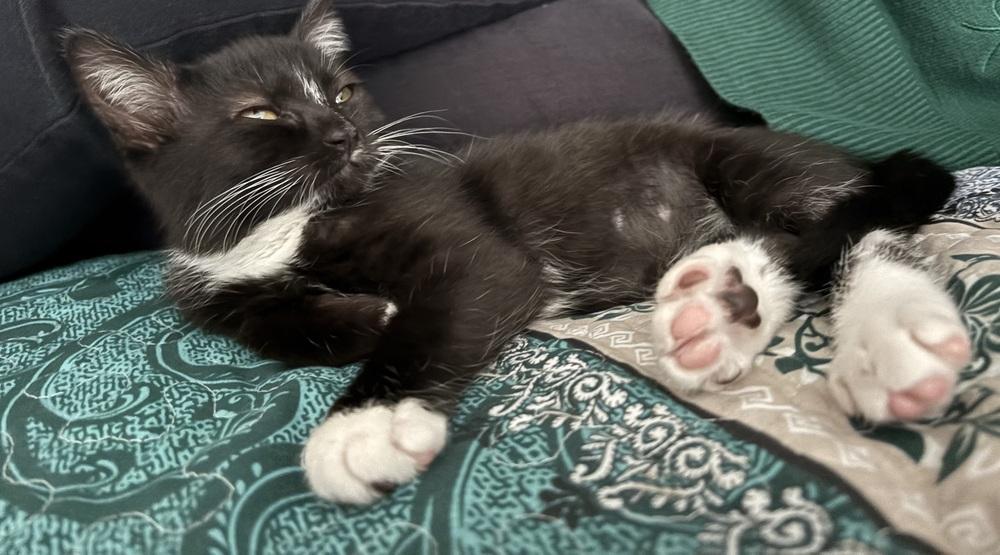 Enlarge Tux, a Adoptable Domestic Short Hair in Henrico, VA image 1/4