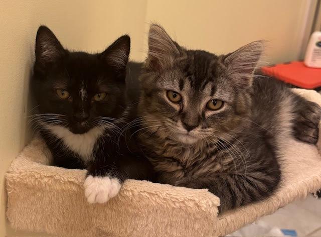 Enlarge Tux, a Adoptable Domestic Short Hair in Henrico, VA image 2/4