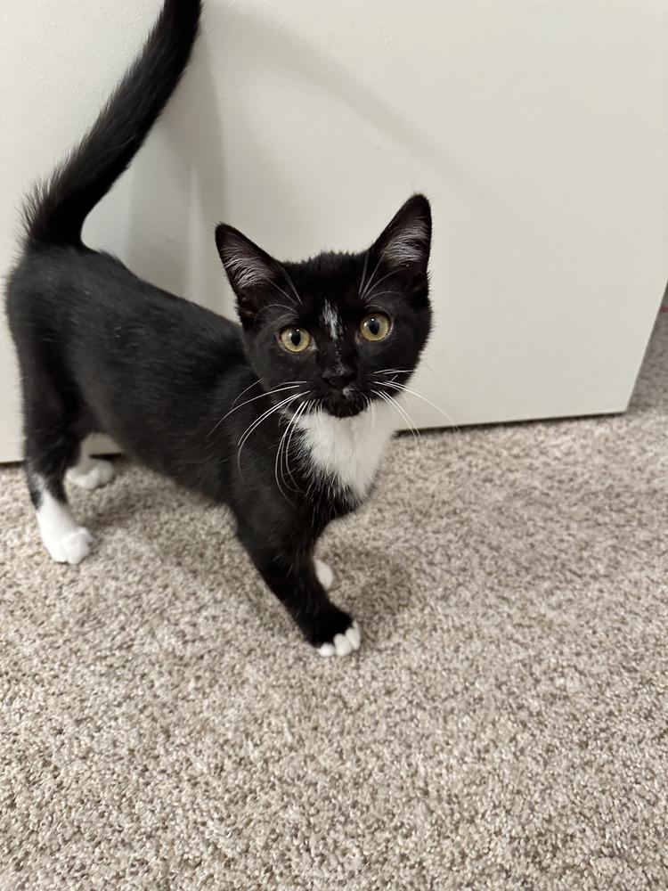 Enlarge Tux, a Adoptable Domestic Short Hair in Henrico, VA image 3/4