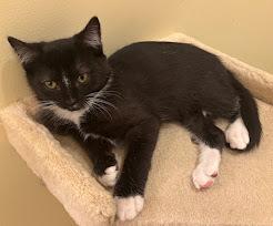 Enlarge Tux, a Adoptable Domestic Short Hair in Henrico, VA image 4/4