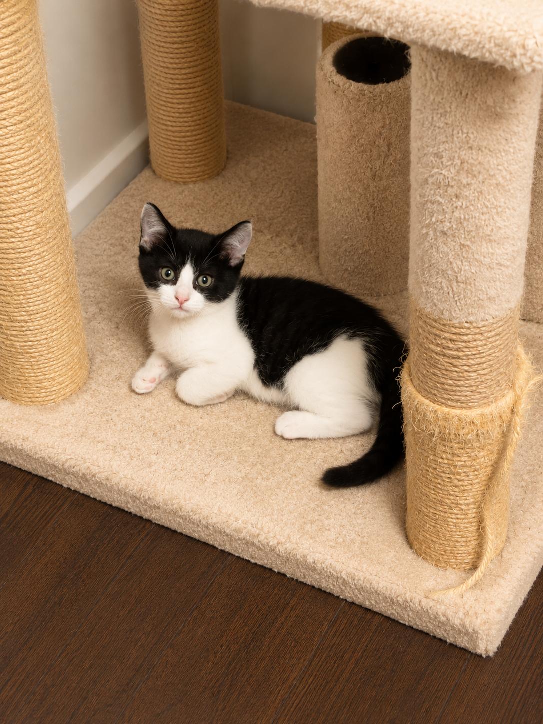 Enlarge Trudy, a Adoptable Domestic Short Hair in Rio Linda, CA image 1/1