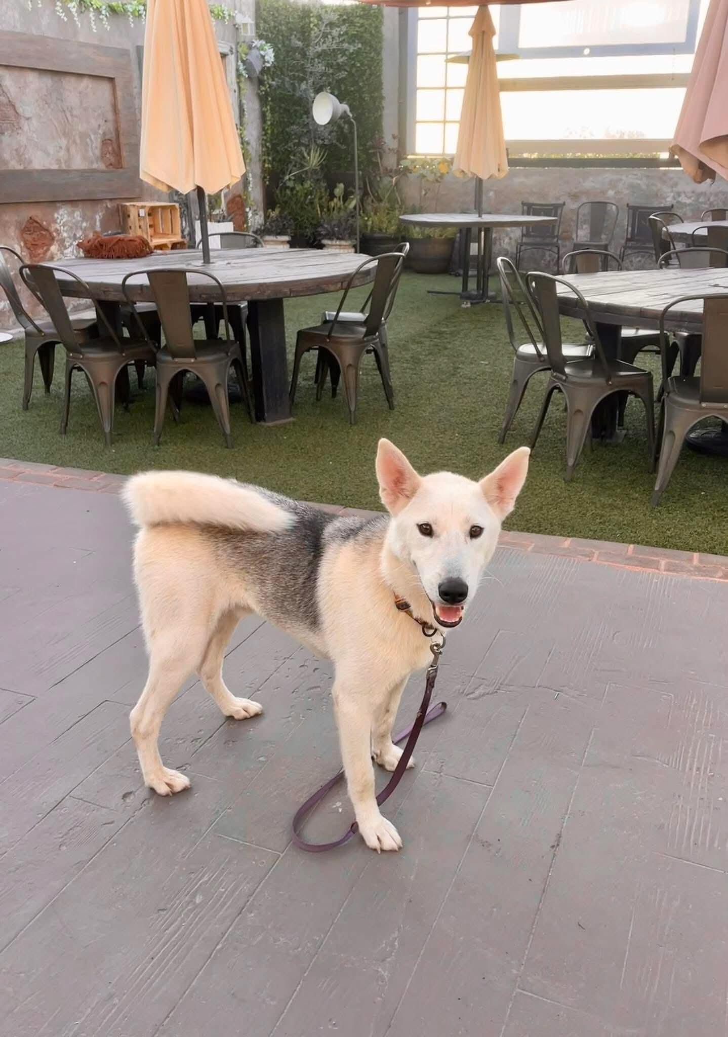 Jake, Adoptable, Young Male Husky.