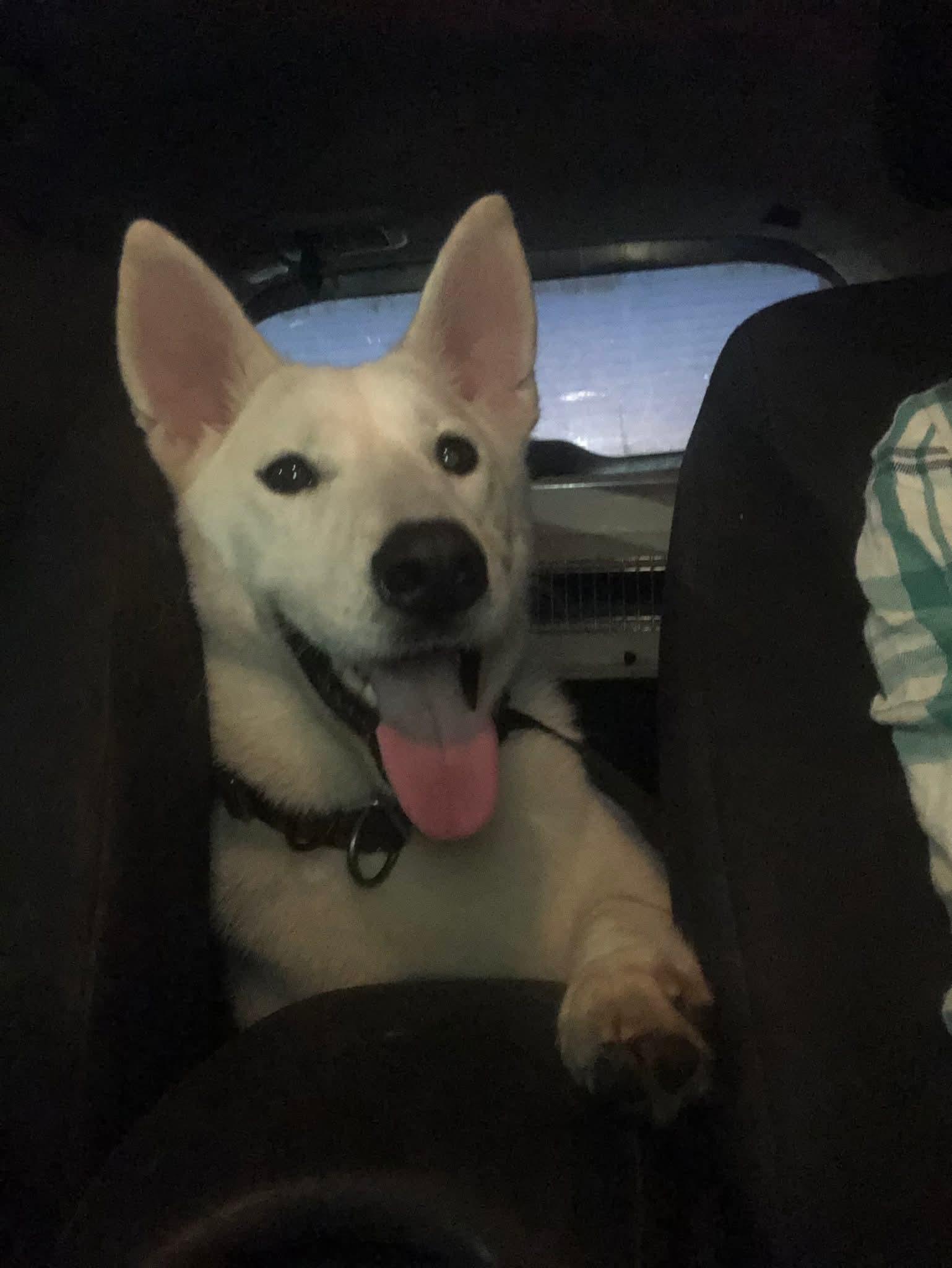 Jake, Adoptable, Young Male Husky.