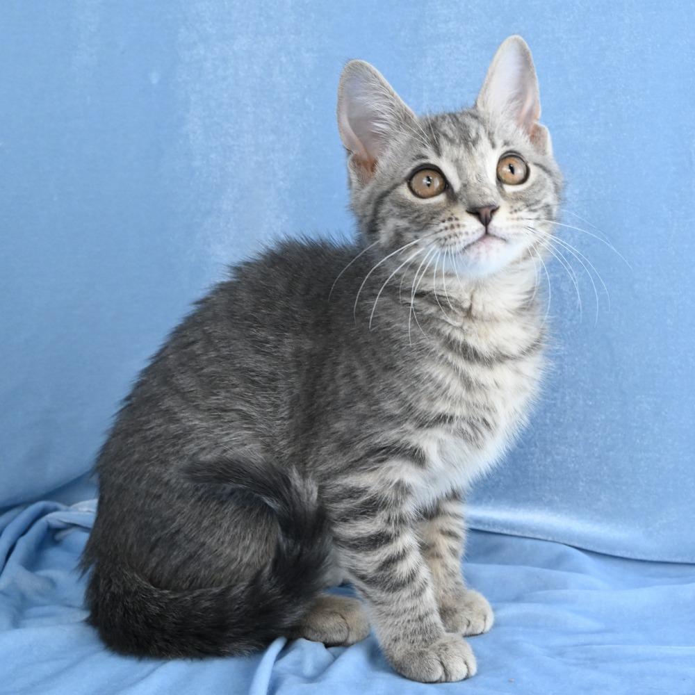 Colby, Adoptable, Kitten Female Domestic Medium Hair.