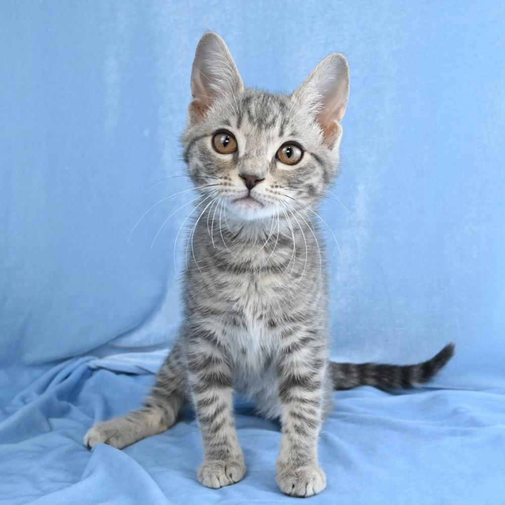 Enlarge Colby, a Adoptable Domestic Medium Hair in Mobile, AL image 2/6