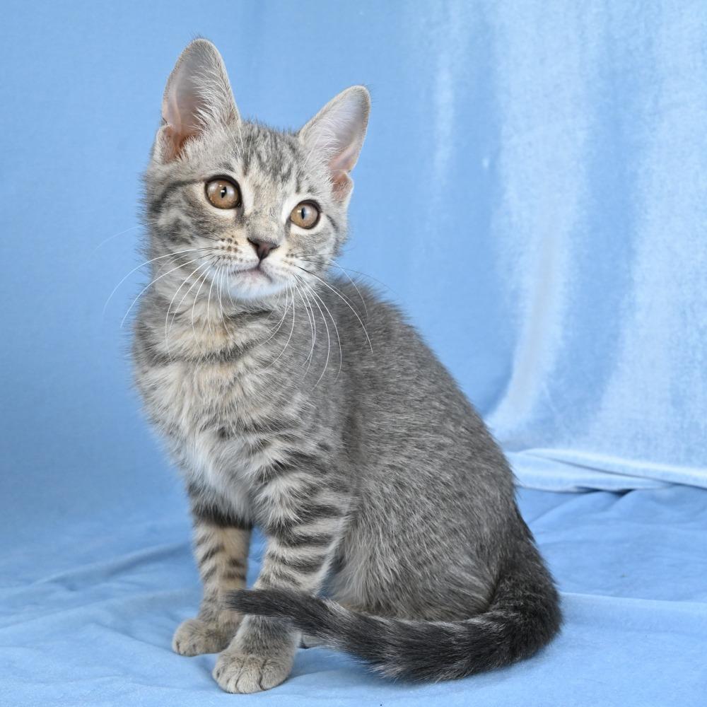 Enlarge Colby, a Adoptable Domestic Medium Hair in Mobile, AL image 3/6