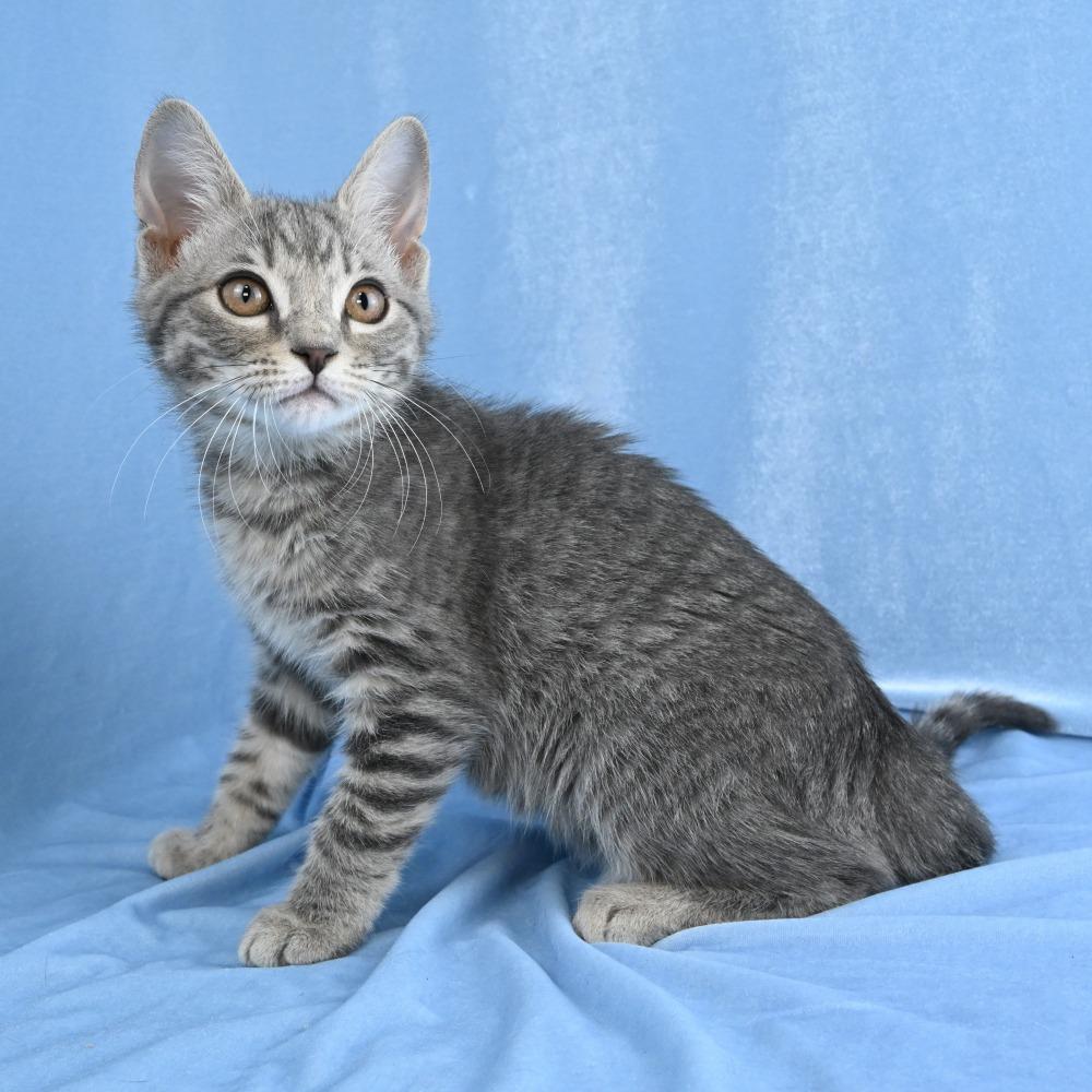 Enlarge Colby, a Adoptable Domestic Medium Hair in Mobile, AL image 4/6