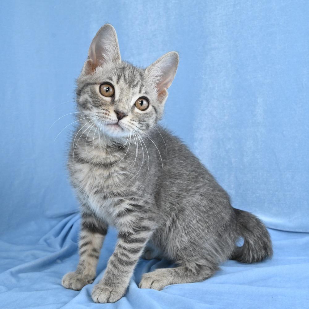 Enlarge Colby, a Adoptable Domestic Medium Hair in Mobile, AL image 5/6