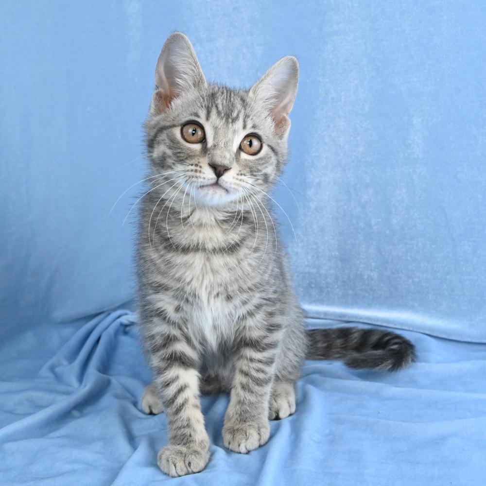 Enlarge Colby, a Adoptable Domestic Medium Hair in Mobile, AL image 6/6