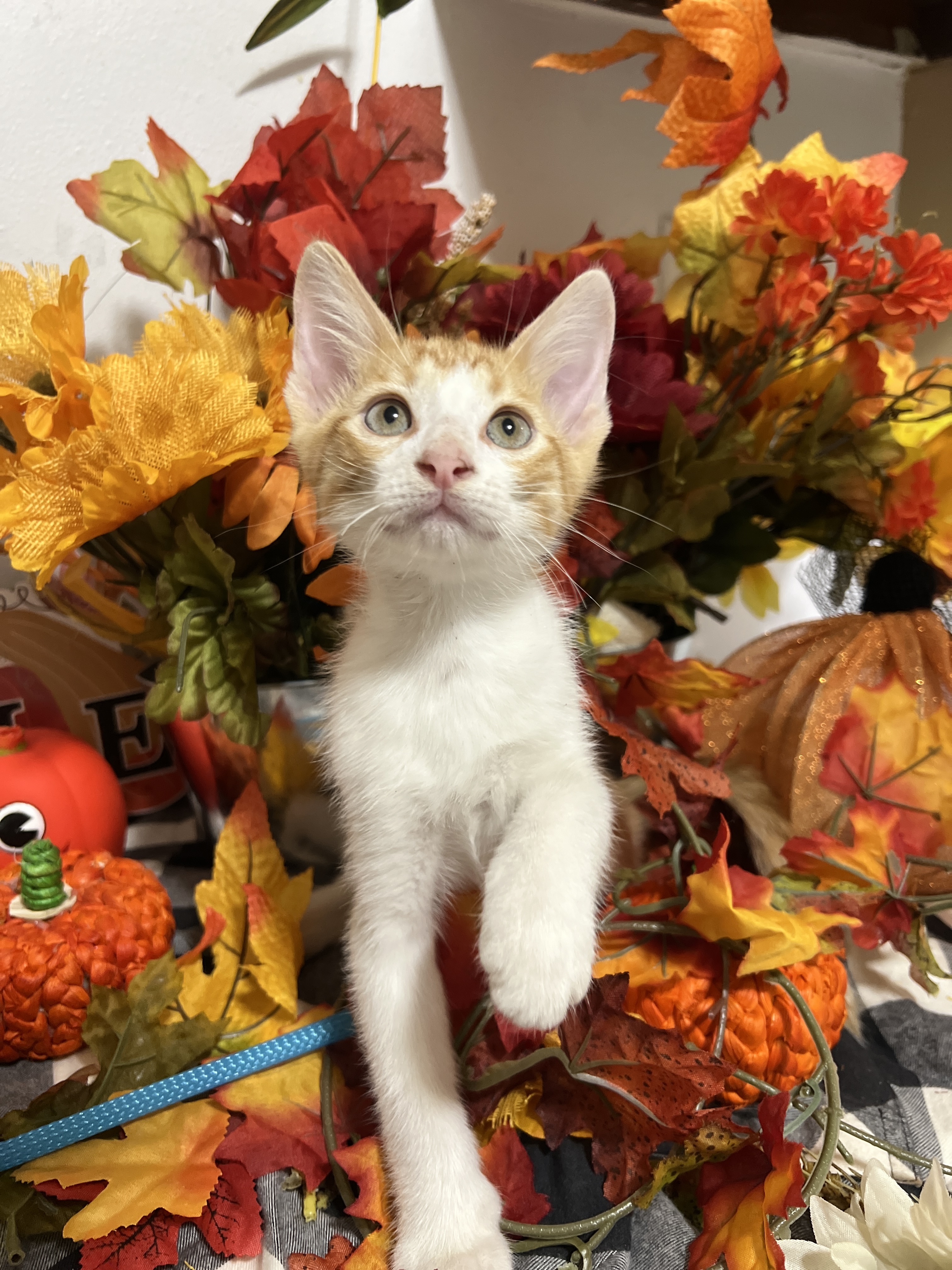 Cat for adoption Reign, a Domestic Short Hair in Mahwah, NJ Petfinder