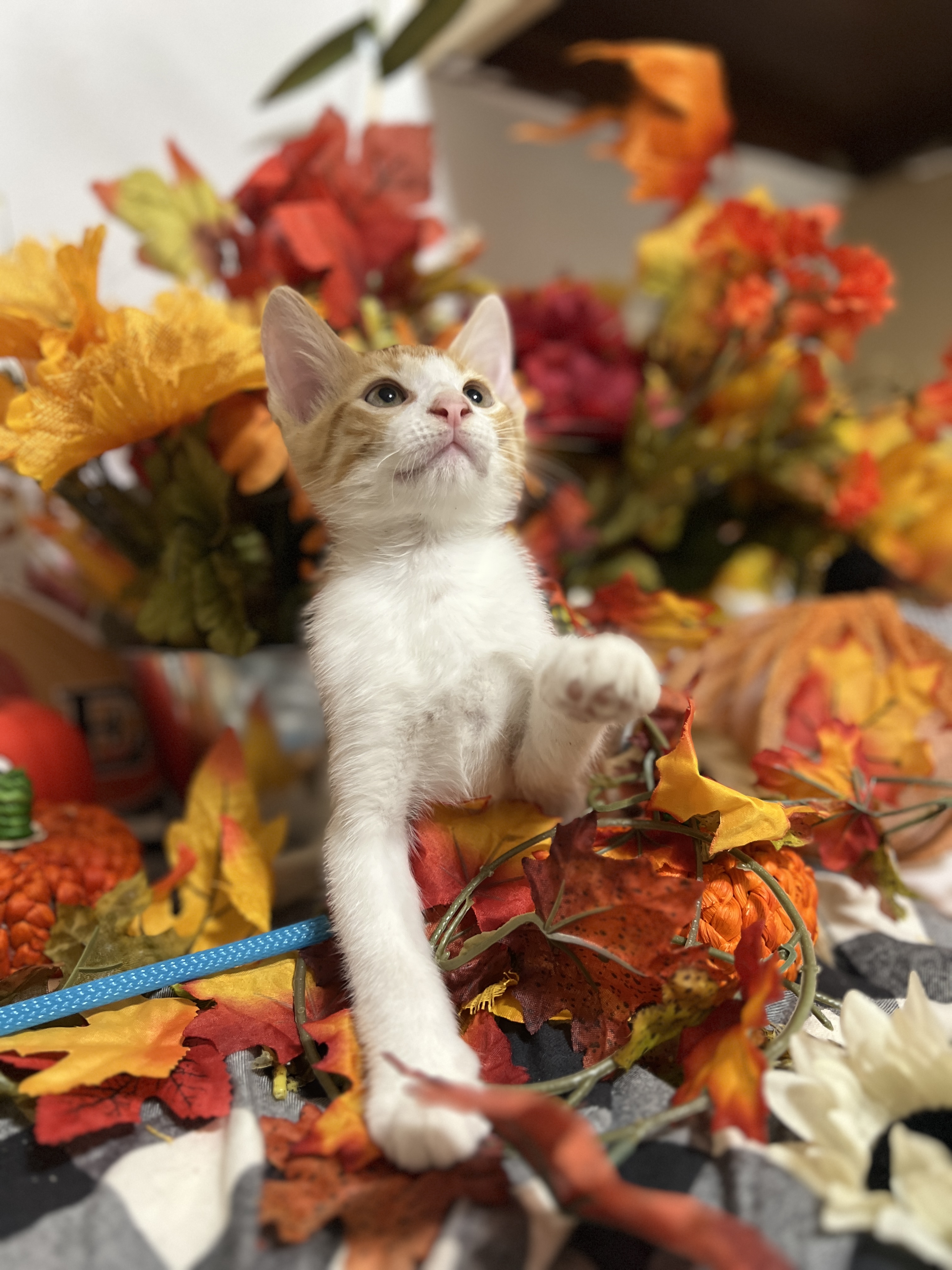 Cat for adoption Reign, a Domestic Short Hair in Mahwah, NJ Petfinder