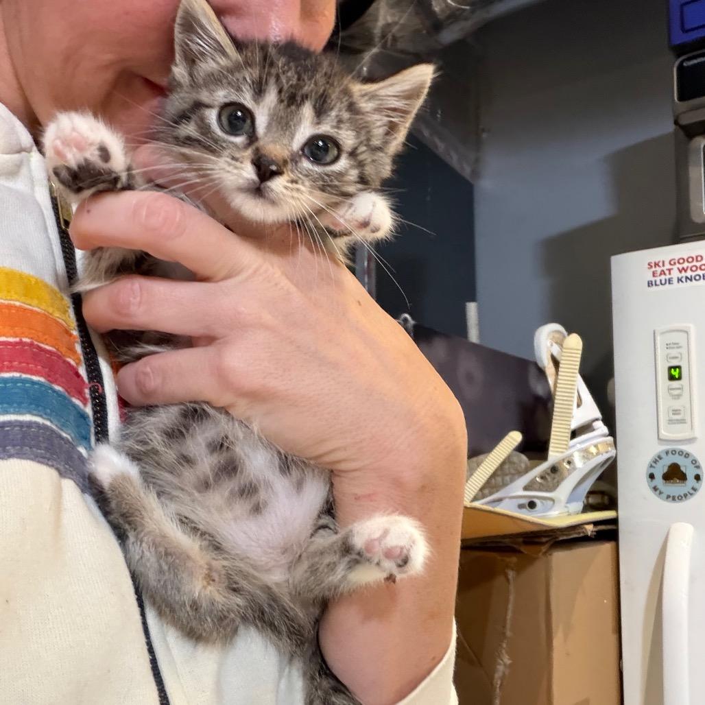 Enlarge Bennett, a Adoptable Domestic Short Hair in Tustin, CA image 1/1